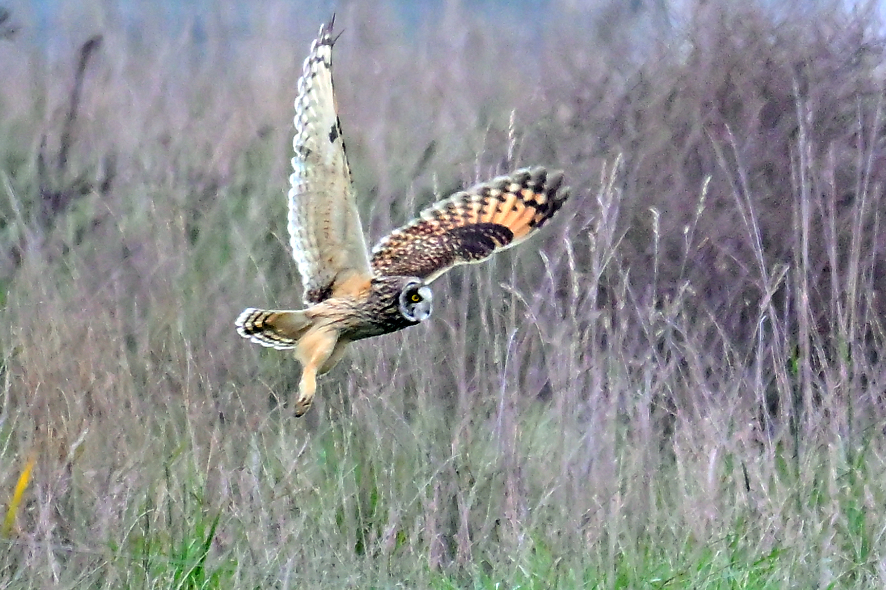 Short-eared Owl